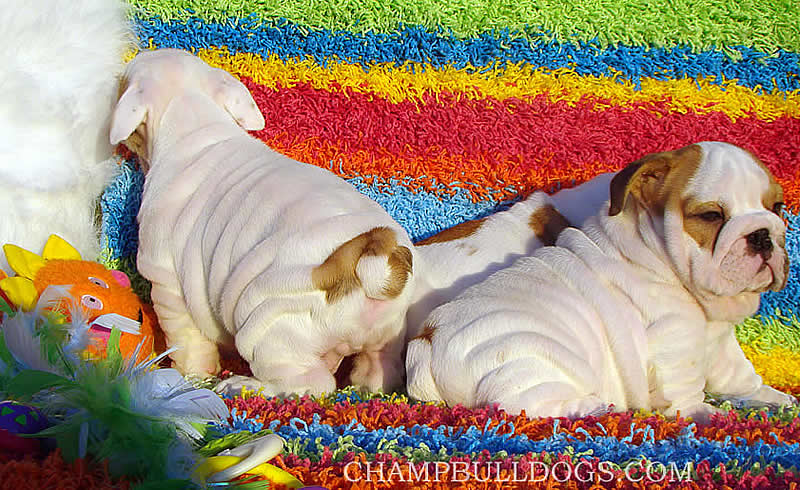 Bulldog puppies picture